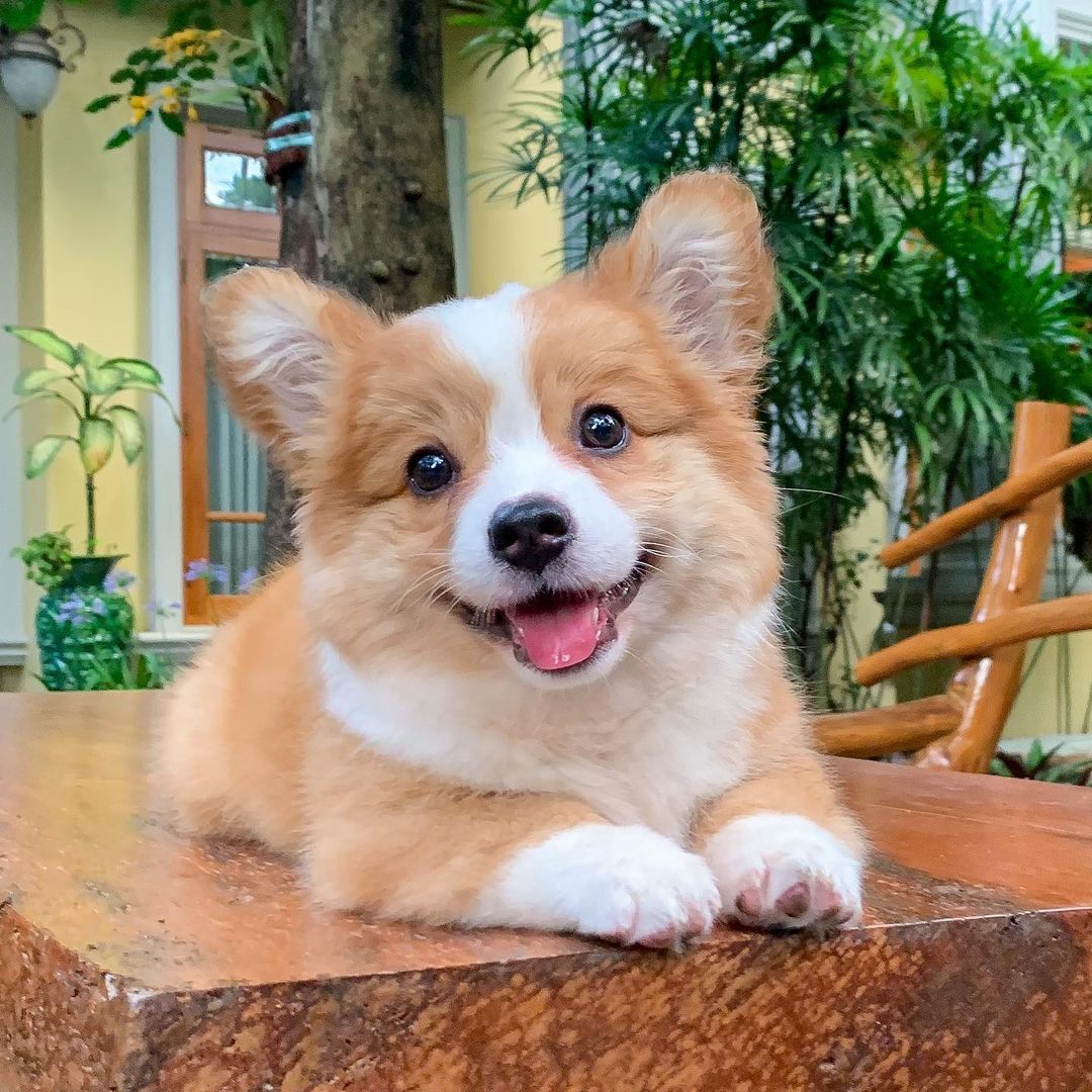 Choose your current mood

📸 cooperandbaby_corgi | IG