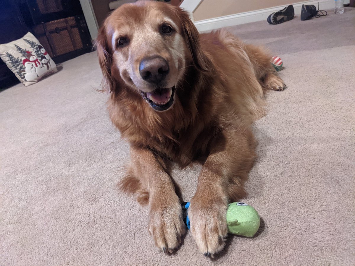 JustLoveRescues's tweet photo. I love my alien but when he tried to go back to the mothership I had to put my foot down.  #Marley #alientoy #takemetoyourleader #spaceship #rescuedog https://t.co/rifSLzBLlR
