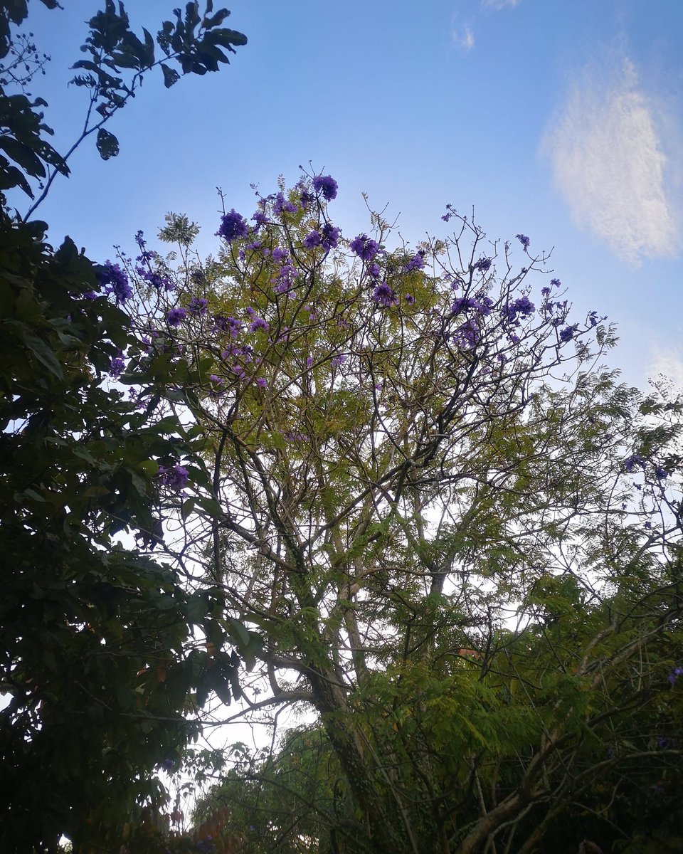 Sunsh7n3 Purple Flower Tree Purple Flower Tree 紫色花树 紫色 花 树 Sunsh7n3 Purple Flower Tree Purple Flower Tree 紫色花树 紫色 花 树