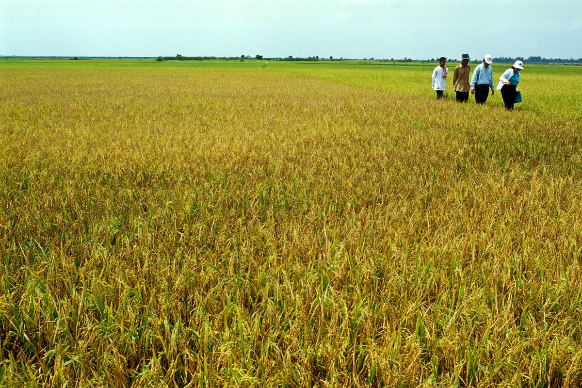 irri's tweet photo. #Jobs @IRRI: "Cambodia Country Representative / Regional Entomologist"
The successful applicant will serve as IRRI’s Country Representative for Cambodia, as well as act as a Regional Entomologist and IPM Lead for SEA. Know more at https://t.co/9LHySOM5dy @yurdi_yasmi #irri60 https://t.co/JiYbx0hbMy
