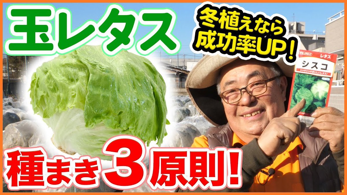ট ইট র シェア畑 サポート付き貸し農園 今回は玉レタスの種まき 育て方を解説 種まきをするときに非常に重要な 種まきの３原則 をお教えします T Co Ts4vtd1osn レタス 玉レタス 種まき 農園 家庭菜園 育て方 栽培 シェア畑 農業
