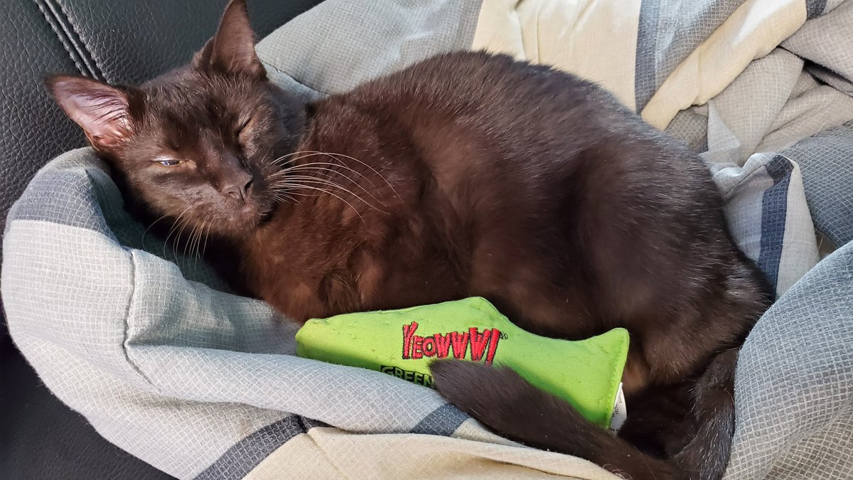 beckbjj's tweet image. That's our birthday girl! Oh, Grace, maybe a little too much nip.🤣🤣🤣
#cats #CatsOfTwitter @YeowwwCatnip