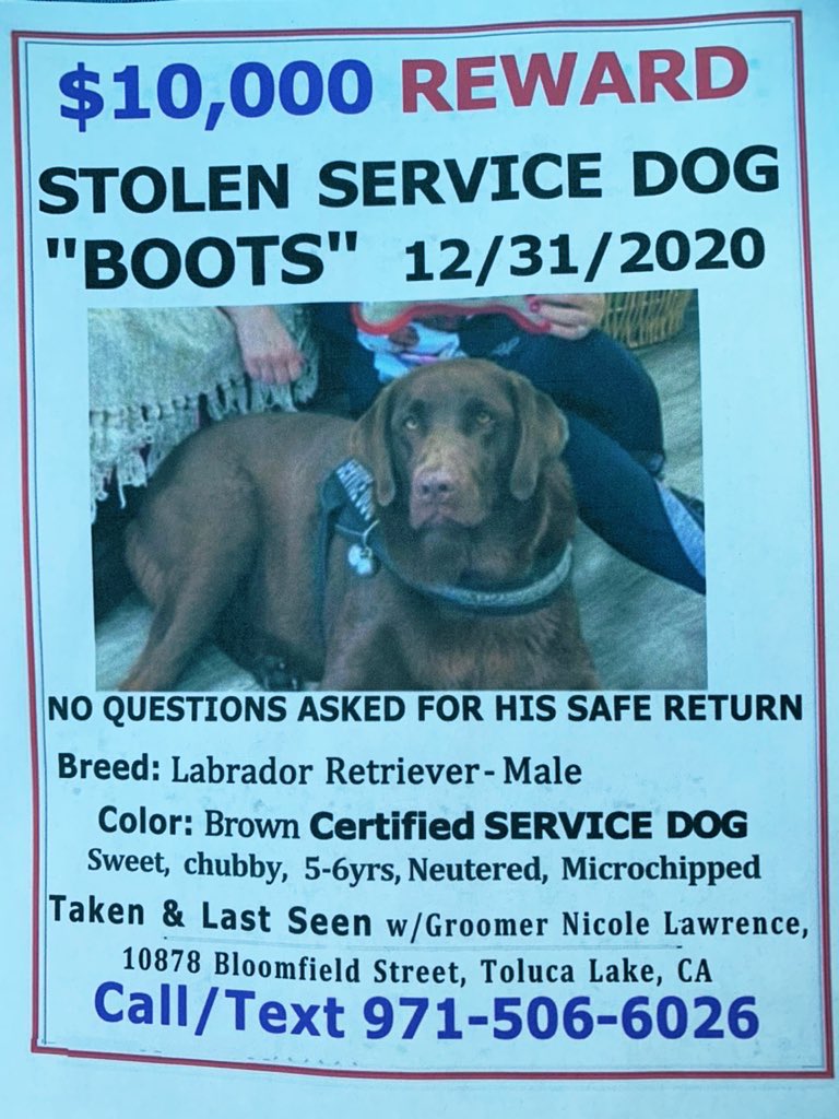 Hi I’m #boots please help get home  to my owner. Someone took me from him on New Year’s Eve. Details are below. 🙏🏽🐶😔 #FindBOOTs #ShermanOaks #news #LosAngeles #reward #money #stolenDog #localCRIME #dogNapper #NICOLELawrence