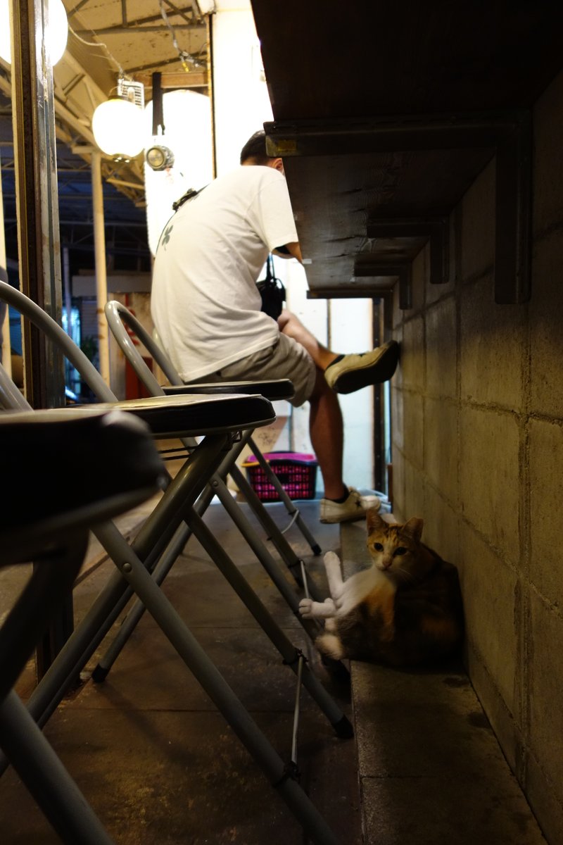 BellyTokyo's tweet photo. 東京に見かけない沖縄のせんべろマジ最高！野良猫大好きだったらしもじ屋がお勧め！Okinawa is a paradise of tipsy 1,000 yen drink/food deals! Hit up cat friendly Shimoji-ya!  

https://t.co/LYa8vIXrTY

#那覇 #居酒屋 #沖縄 #国際通り #Naha #BellyTokyo #しもじ屋 #のんべい #牧志 #Japan https://t.co/Dmug4dNVhA