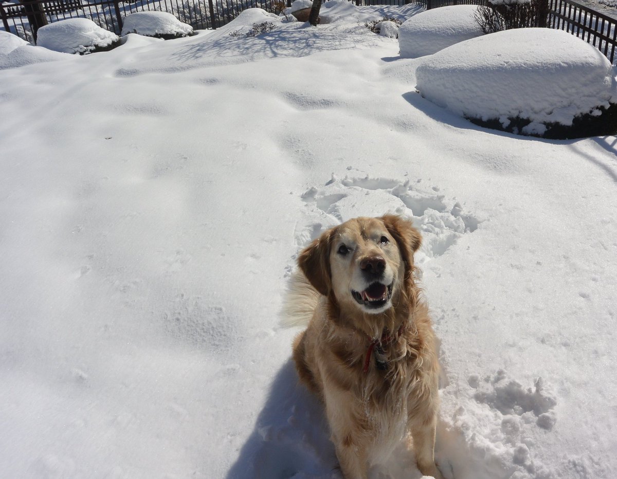 kdonkk's tweet photo. My beary bear would’ve been 12 today, thinking of you extra ❤️ https://t.co/mHW8doQtCr