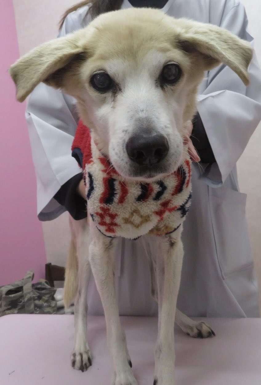 ミモザ Tubuyaki Miyachan 8 大分合同新聞の ぶんぶん が良いと思います で家族皆が犬好きか聞き 過去の飼育歴を聞いて下さい 犬の事故死 行方不明を繰り返してる人は譲渡 です この犬がこれから新たな犬生を生きるのですから終生