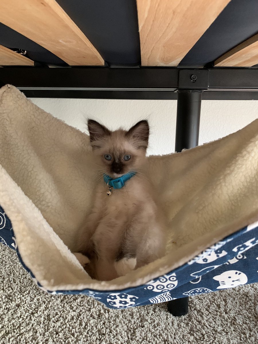 Scarolinekelly's tweet photo. @Sugoi_Ash Kitty hangout https://t.co/61IST174LY