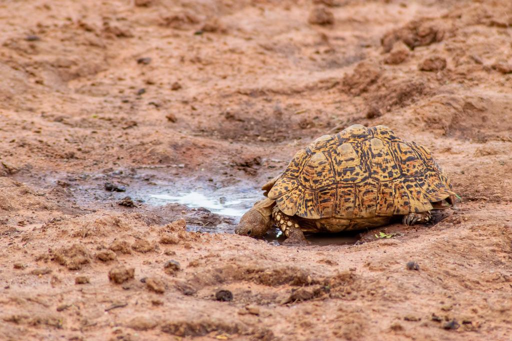 In hot and arid areas like the #Kalahari when water is scarce, animals take the opportunity to drink from whatever water source is available, like this #leopardtortoise drinking from a small puddle. Thankfully, the next day, this little dam was filled with water after some rains.