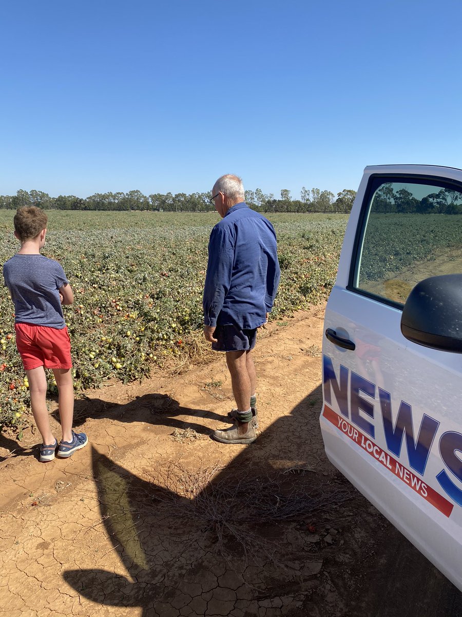 Grace Aicken (@grace_aicken) on Twitter photo Rochester tomato farmer Bruce Weeks was hit with 70mL of rain and hail New Year’s Day damaging his crop. Now he’s working hard to save his yield in the soaring heat. <a href="/WINNews_Ben/">WIN News Bendigo</a> @WIN_TV <a href="/saveourvoices/">Save Our Voices</a> Rochester tomato farmer Bruce Weeks was hit with 70mL of rain and hail New Year’s Day damaging his crop. Now he’s working hard to save his yield in the soaring heat. <a href="/WINNews_Ben/">WIN News Bendigo</a> @WIN_TV <a href="/saveourvoices/">Save Our Voices</a>