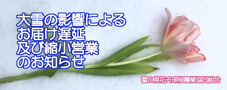 とやまのチューリップ Tulip Toyama Twitter とやまのチューリップ Tulip Toyama Twitter