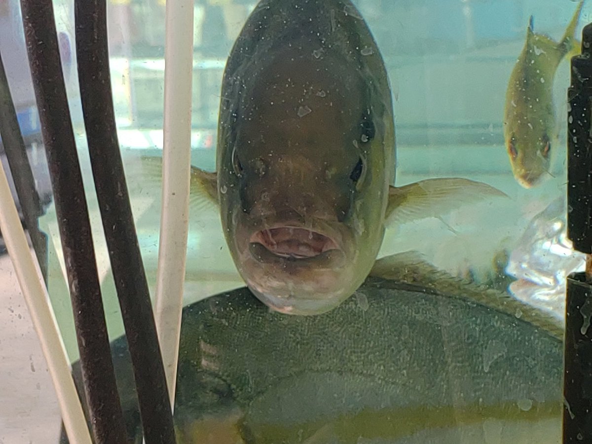 432factory 公式 音楽入れるついでにパソコンに避難させてるから大丈夫やで