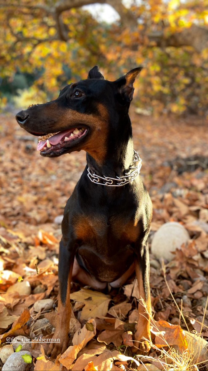 My babies😍#frenchie #dobbie