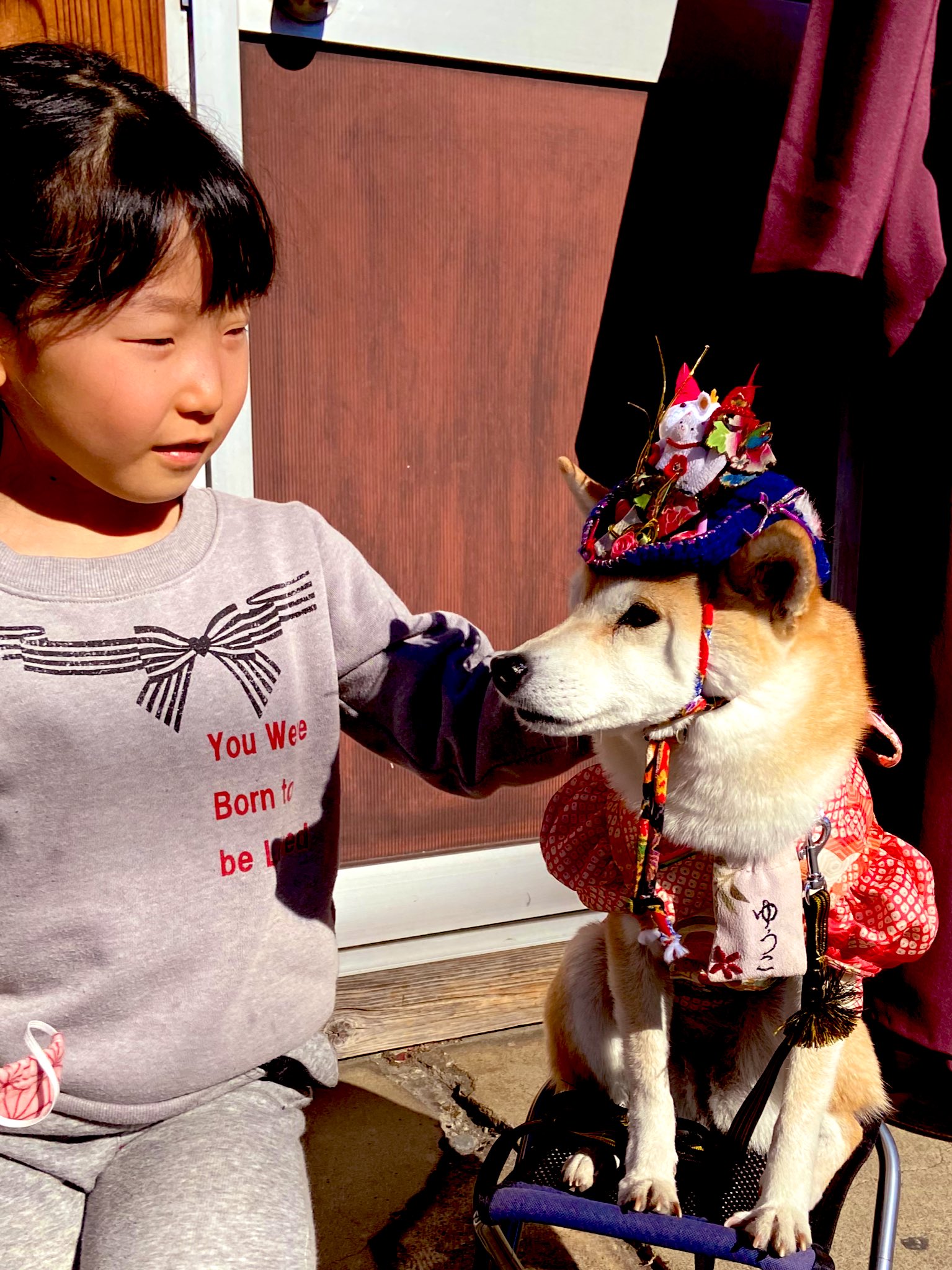 縁ちゃぶ 楽しむキモノ 先日 人気モノの柴犬 ゆうこちゃんが 成人式のお祝いにきてくれました 店先で囲まれても動じない ヘアには丑年の さんを乗せてましたょ 柴犬 看板犬 縁ちゃぶ 川越着物や T Co Habnzooryu Twitter