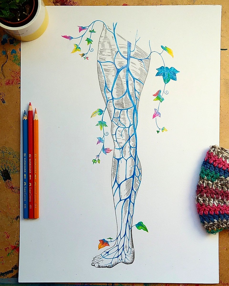 Superficial veins of the Leg.
Anatomy Art collection.