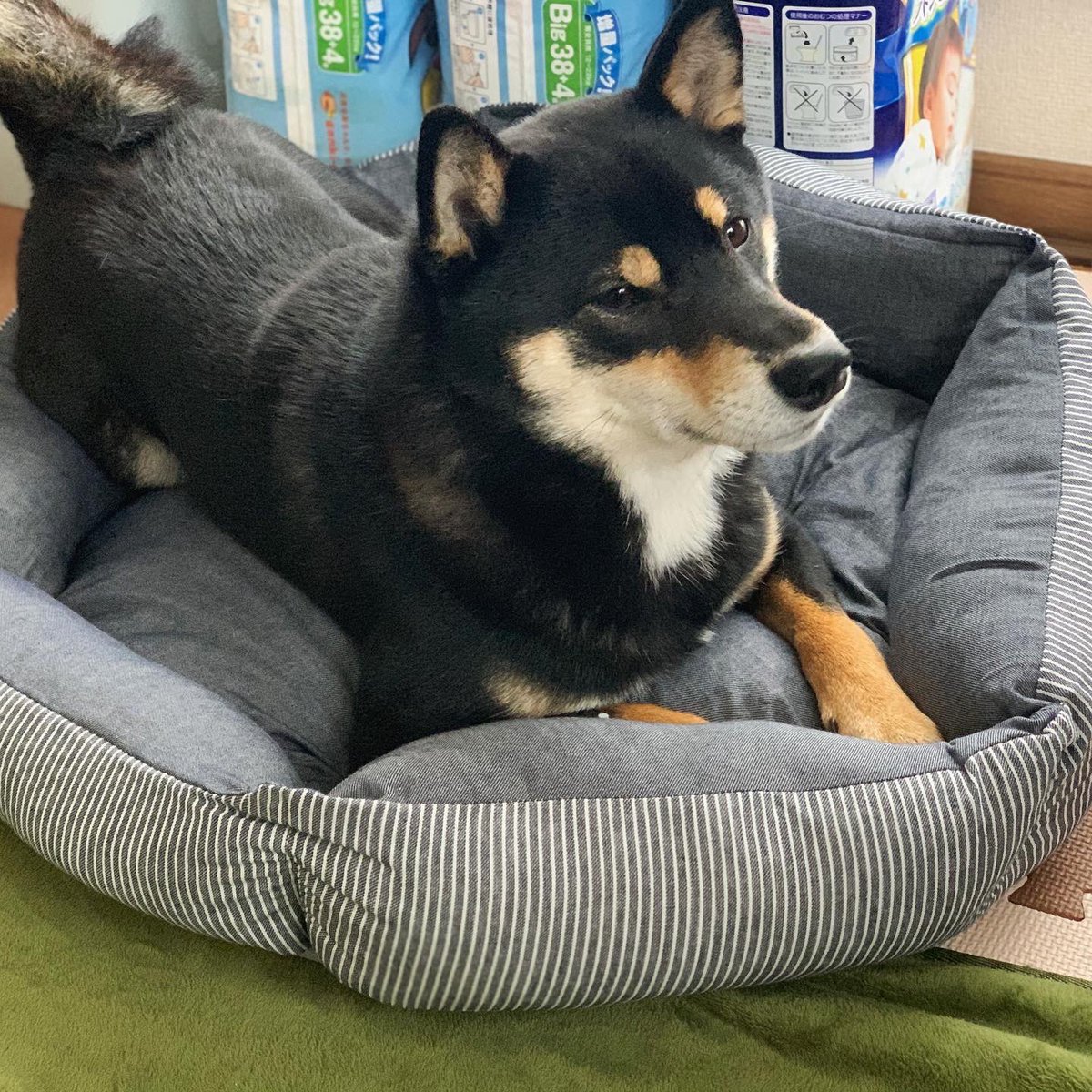 田辺どん兵衛 ニトリのペットベッド買ってもらったよ 田辺どん兵衛 今朝のどん 柴犬 黒柴 ニトリ Nウォーム