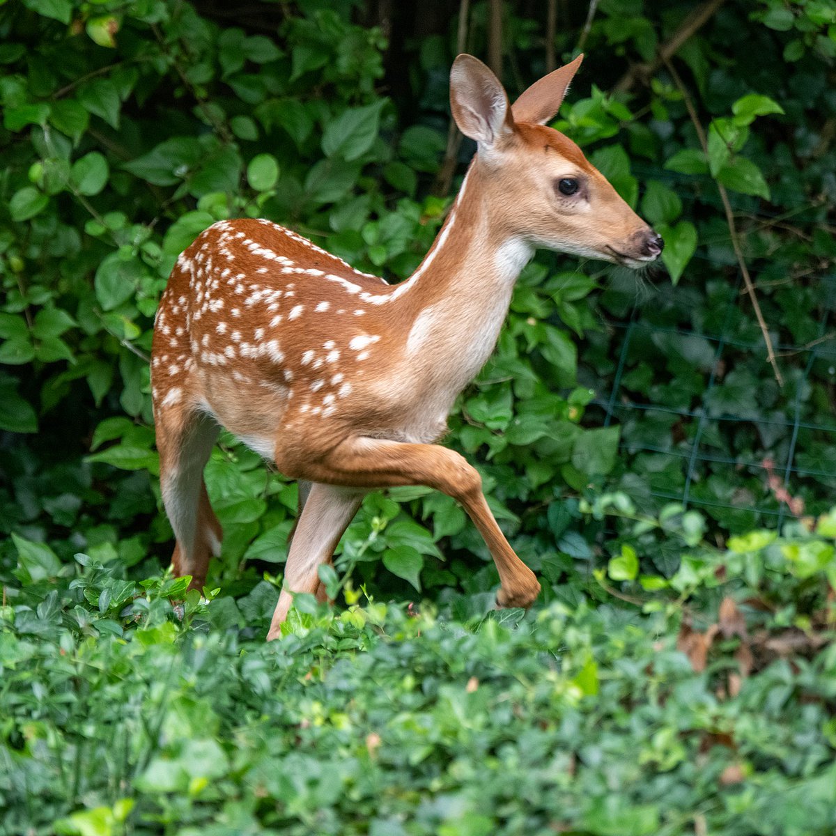 Levels of stress hormone in saliva of newborn deer fawns may predict mortality

Research finding suggests that stress levels may be key to fawn survival

sciencedaily.com/releases/2021/…

#deer #research