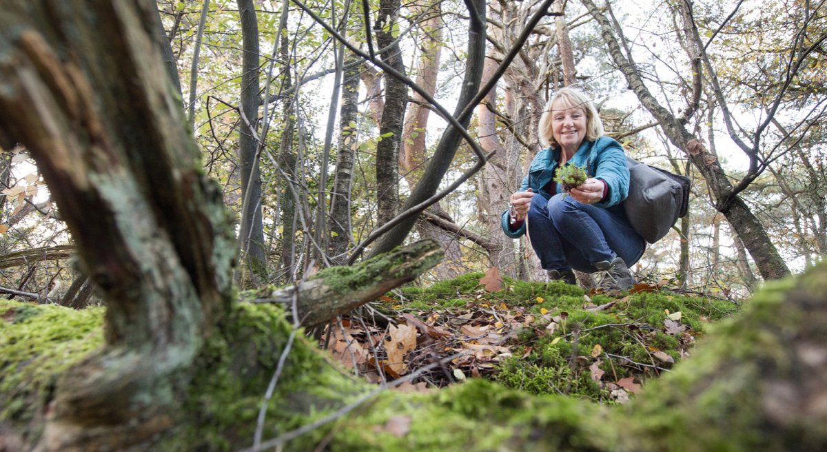 Groeneacademie's tweet photo. Zodra de herfstkleuren in de natuur verdwijnen, wordt het bos langzaam weer groen van het mos. Ontdek Mos met natuurgids Susan in de IVN Op Padcast! Want wat is er zo goed aan mos en hoe wijst mos je de weg in het bos? Beluister de podcast via https://t.co/4Yz2oXEBSV https://t.co/KieqX3CVxP