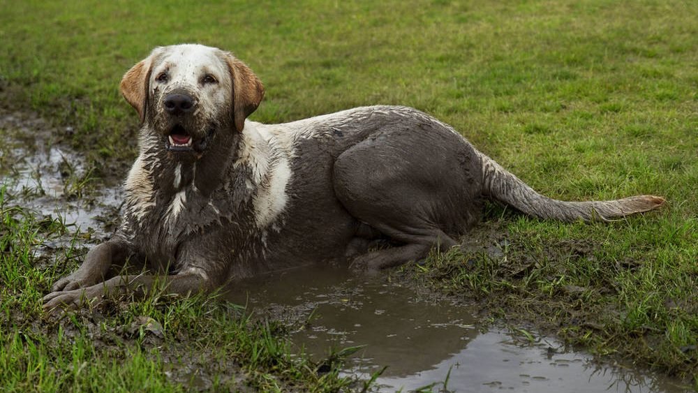 Bucks_Highways's tweet image. Brrr... we'll be gritting from 4pm in the North and 5pm in the South.

If heading out on a walk, it's a little muddy out there so your fluffy roommate may need a bath after walkies... Cue them running around like a lunatic during your 3pm zoom meeting...

#Pupdate #SaltyRoads