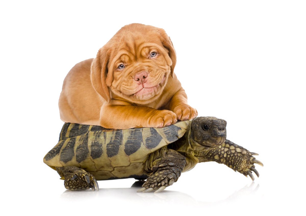 Not advertising anything.. except our friendship. #TalentedTortoise <a href="/OneMinuteBriefs/">One Minute Briefs ⏱️</a>