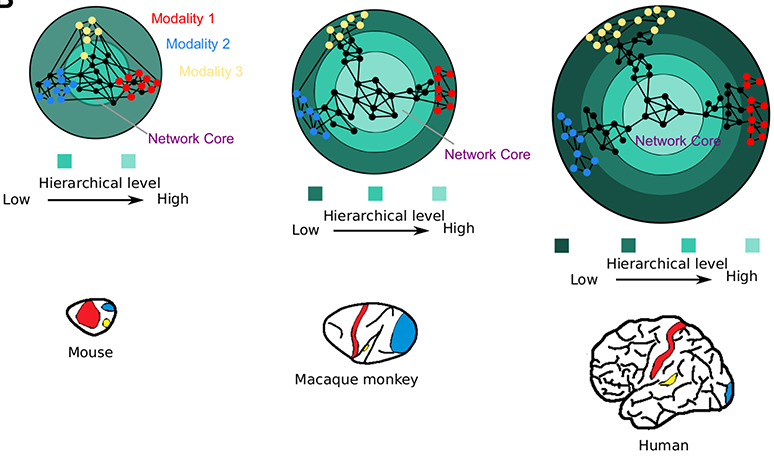 ICNS_Hamburg's tweet photo. It's great to see the lively discussion (https://t.co/fCWJ9fxU1s) on our hypothesis paper about the connectomic hominization of the brain (https://t.co/ZSLQZe6NWQ with J-P Changeux, @AlGoulas, @CCHilgetag). https://t.co/FX1cm0RFC1