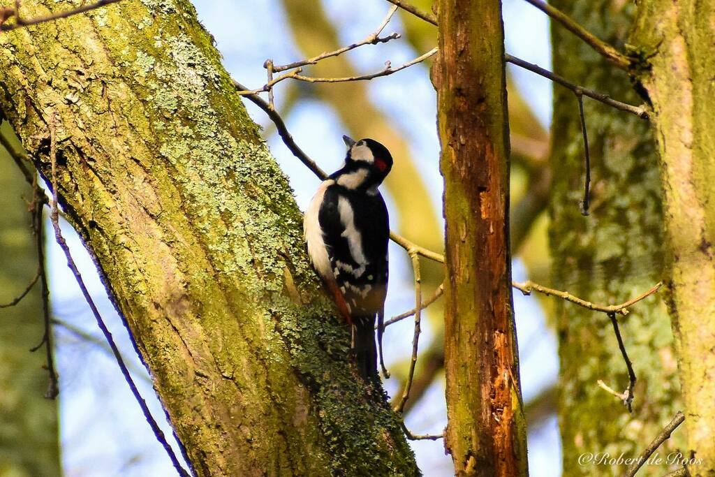 Droos_tweet's tweet photo. The great spotted woodpecker
-
#woodpecker #woodpeckers #specht #bird #birds #birdphotography #birdsofinstagram #birdlovers #birdlover #birdseurope #birds_nature #birdwatching #birdsphotography #birdsofholland #birdstagram #birdingphotography #birding #b… https://t.co/6dLbTKCYHQ https://t.co/CDVEnskHIN