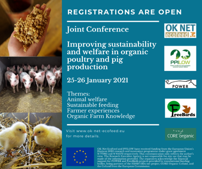 Ecovalia's tweet photo. 📣 Conferencia online “Mejorando la sostenibilidad y el bienestar en la producción de aves y cerdos ecológicos”.
📆 Los días 25 y 26 de enero de 2021.
✅ Regístrese: https://t.co/GgsDuPJqF8
✅ Agenda: https://t.co/lRI9oABfwA
#Horizon2020 #OkNetEcoFeed @ecofeed https://t.co/oVLPVDzmPS