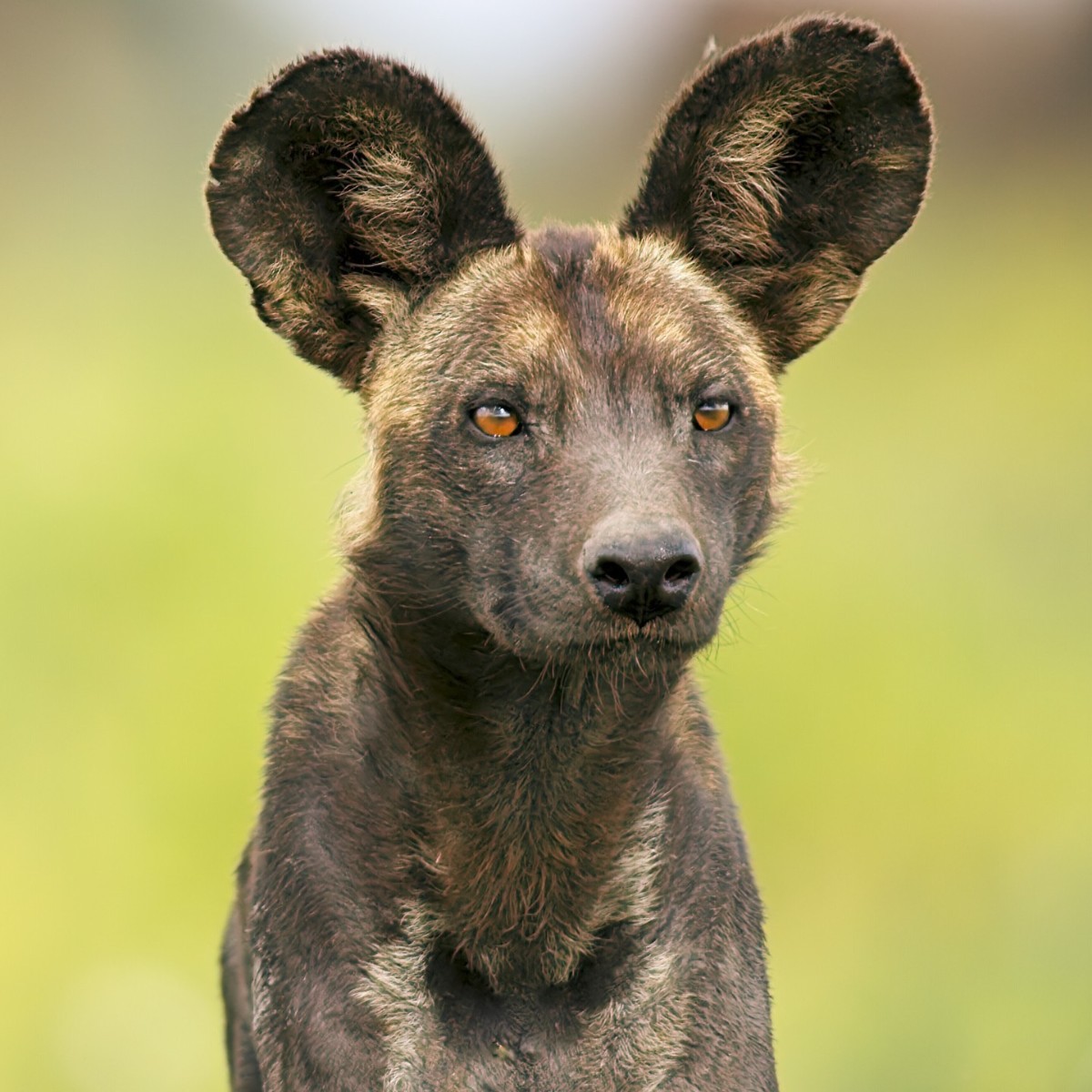 BBCEarth's tweet photo. Doggy Dumbo👂⁣
⁣
Painted wolves (Lycaon pictus) are extremely specialised canines and have large ears like this for a couple reasons; one, to enhance their hearing and two, to help them cool down in the African sun.⁣ #PerfectPlanet
#EarthOnLocation by © Silverback Films⁣ https://t.co/tpFTgQjIYy