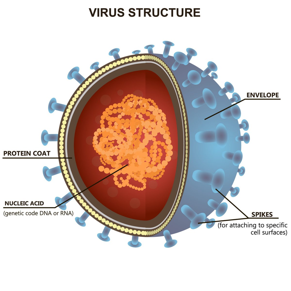 The Lateral Flow test does not test for a virus particle, pictured below, but only for a specific protein in a virus called the N protein. Again, not the entire virus particle itself.