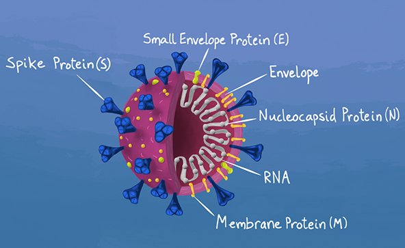 The lateral flow tests for the N-protein, or the Nucleocapsid protein, one of at least 4 different protein types in a single SARSCoV2 particle.