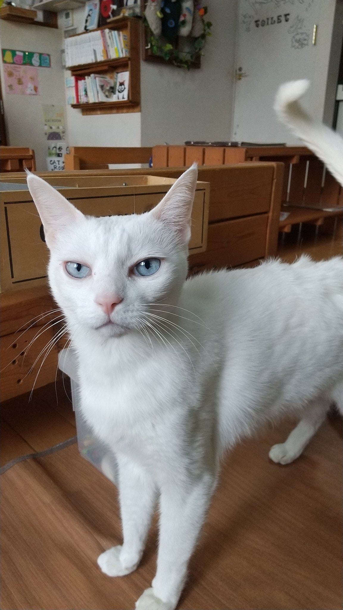 保護猫カフェ 小倉猫茶家 お店の看板猫を紹介するサイトよりコメントがあったので うちの看板猫としては ワガママすぎるけど顔立ちだけは看板猫ですかね 看板猫大賞 Kanbanneko Gram Kokuranekocyaya 保護猫カフェ 小倉猫茶家 お店の看板猫を紹介するサイトよりコメントがあったので うちの看板猫としては ワガママすぎるけど顔立ちだけは看板猫ですかね 看板猫大賞 Kanbanneko Gram Kokuranekocyaya