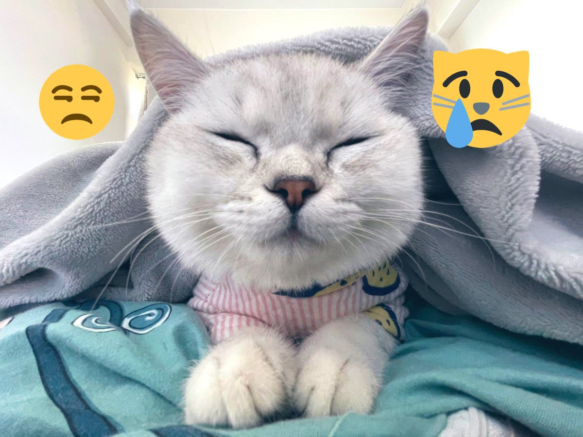 Muffin_cute_ boy tweet media
