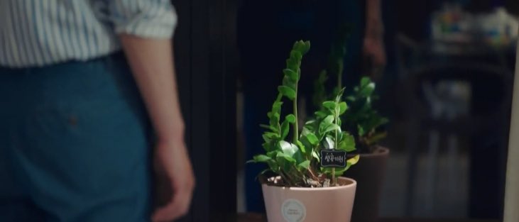 21. MONEY PLANT. Remember when everyone believed JP started watering the plant to symbolize his growing feelings for Dalmi? Yes. But, we’ve been deceived. All this time it was also foreshadowing JPs love for money. That’s why this plant never went back to DS.  #StartUp