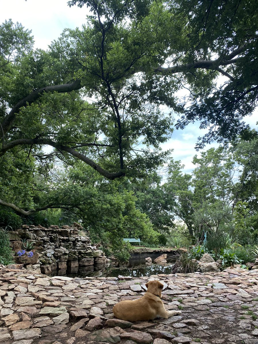 The Wilds. So heartwarming seeing more and more people discovering it 💚 and wow is it shining after the rain 🌿🍃 

<a href="/JoburgParksZoo/">JoburgParksZoo</a> <a href="/CityofJoburgZA/">City of Joburg</a> <a href="/JohannesburgIYP/">Johannesburg In Your Pocket 📚</a>