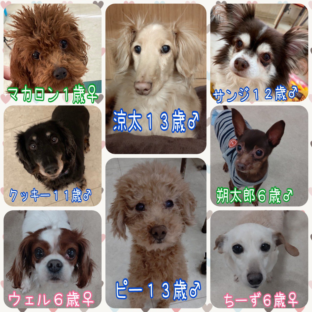 Hogoken Cafe 印西店 拡散希望 1 12現在 保護犬カフェ 印西店にて里親募集しているわんこたちです 1日も早く新しい家族に巡り合えるよう 拡散のご協力をお願い致します 店舗移動する事もございますので 里親希望者様は事前にお電話でお