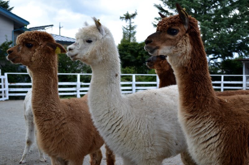 Happy birthday!!🌸🦙💕✨Sakura and Lily! 💕✨😊 🎉 #alpacas #happy
