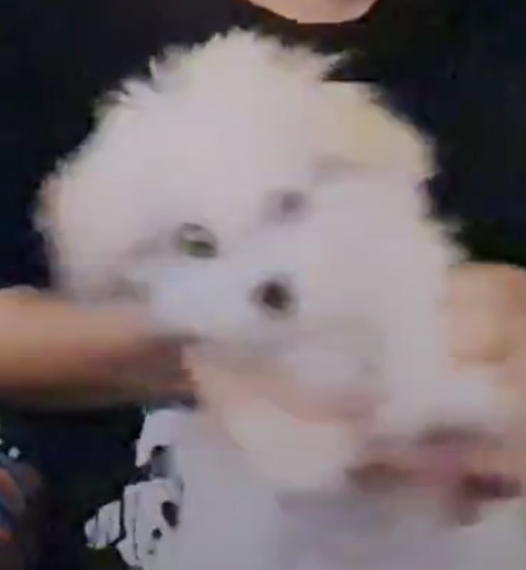 ป๊า! ลุงคนนี้เอาแต่จับหนูพลิกไปพลิกมา! ป๊า!!!