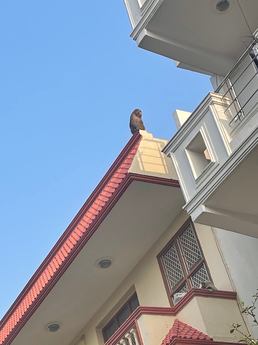 Supriyathukral's tweet photo. Monkey menace @ sector 23 Gurgaon @MunCorpGurugram not responding to the complaints made for last 3 months. senior citizens being attacked @gurgaonpolice pls note @cmohry pls intervene 🙏 https://t.co/MQFLNe1j0m