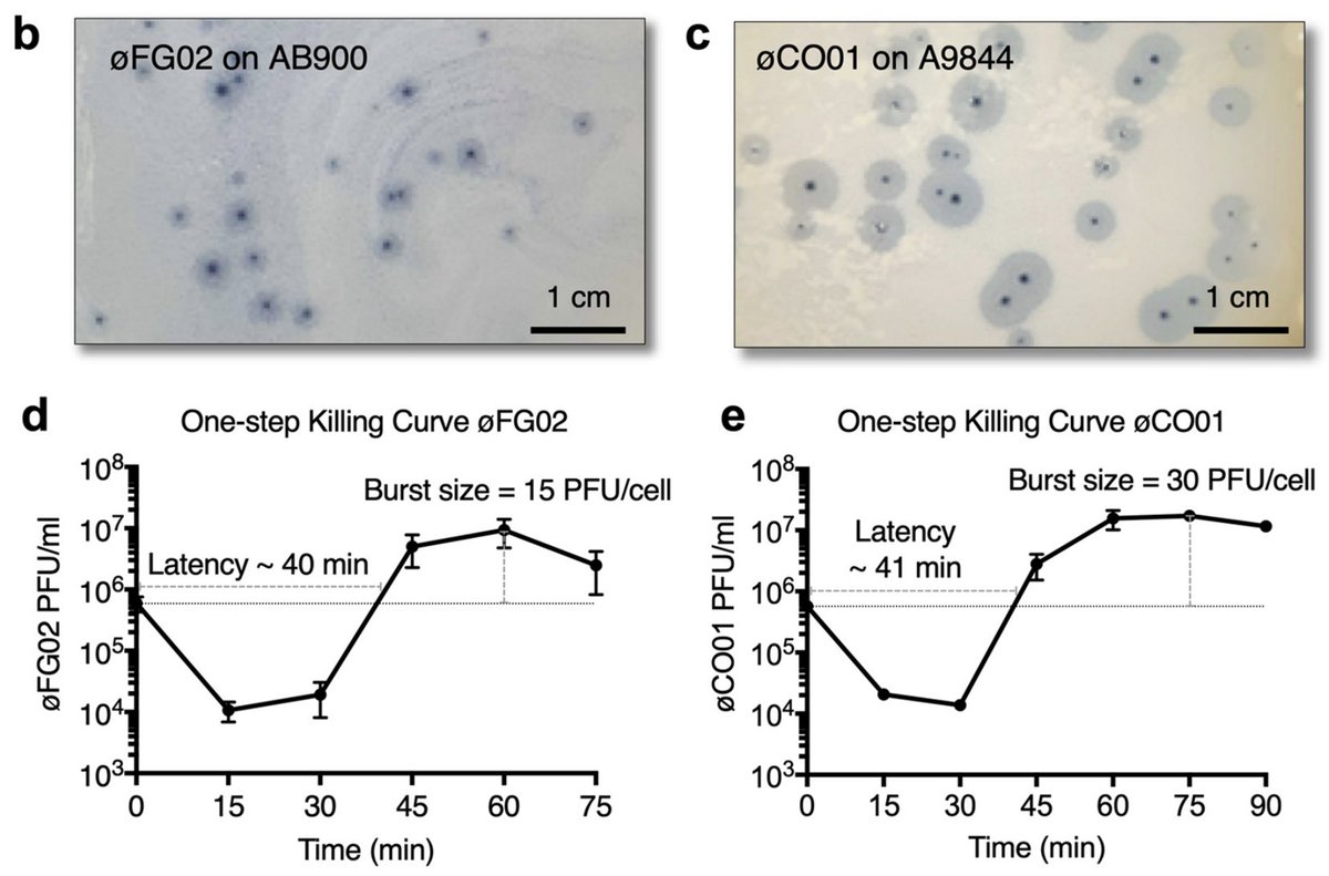 On their hosts, these phages produce beautiful plaques with a clear center and a hazy halo. We described their one-step killing curve, host range and a brief overview of their genetic composition.