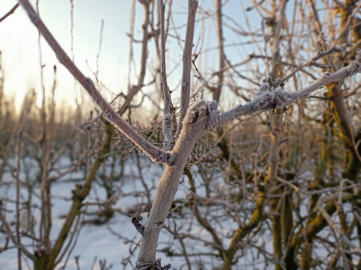 buslleida's tweet photo. A diferència del que passa amb les oliveres, els fruiters del #BaixSegre com aquests d'#Aitona no pateixen amb la neu i el fred. Estan en parada vegetativa
@Catinformacio 
@Cati_Lleida 
#neucatràdio https://t.co/YKG4f3srbt