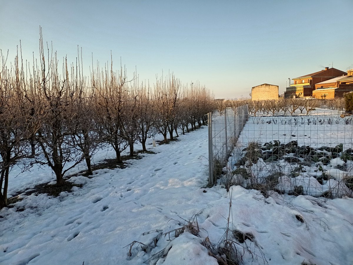 buslleida's tweet photo. A diferència del que passa amb les oliveres, els fruiters del #BaixSegre com aquests d'#Aitona no pateixen amb la neu i el fred. Estan en parada vegetativa
@Catinformacio 
@Cati_Lleida 
#neucatràdio https://t.co/YKG4f3srbt
