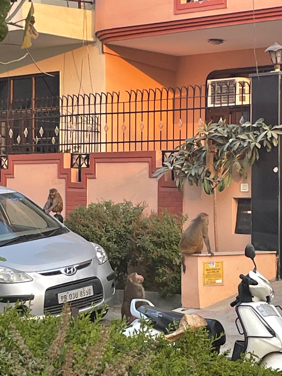 Supriyathukral's tweet photo. Monkey menace @ sector 23 Gurgaon @MunCorpGurugram not responding to the complaints made for last 3 months. senior citizens being attacked @gurgaonpolice pls note @cmohry pls intervene 🙏 https://t.co/MQFLNe1j0m