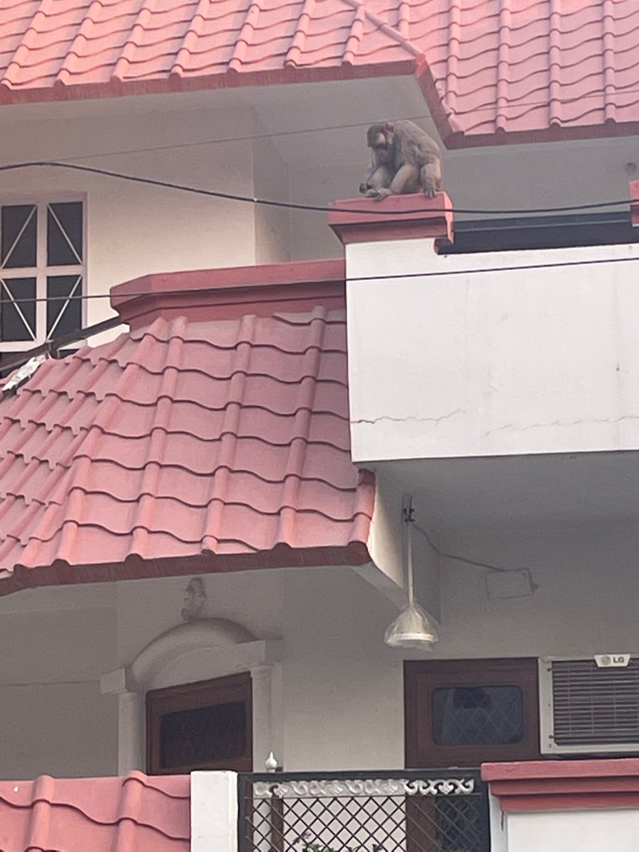 Supriyathukral's tweet photo. Monkey menace @ sector 23 Gurgaon @MunCorpGurugram not responding to the complaints made for last 3 months. senior citizens being attacked @gurgaonpolice pls note @cmohry pls intervene 🙏 https://t.co/MQFLNe1j0m