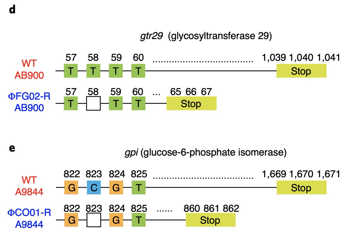 We sequenced the genomes of the wild type strains and the phage-resistant mutants; and compared them (big shoutout to Stuart Archer from  @MonashBioinfo!). We discovered that the phage-resistant mutants had loss-of-function mutations in genes of the "k" locus.