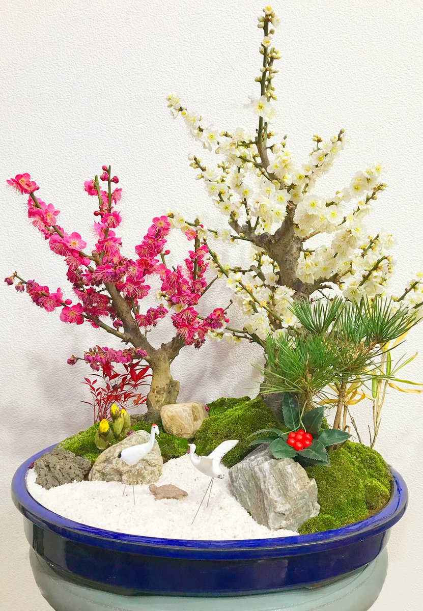 足立区生物園 على تويتر 生物園の盆栽の梅が満開になりました お花があると室内でも明るい気持ちになりますね いい香り 足立区 生物園 おうちで生物園 梅 盆栽 足立区生物園 على تويتر 生物園の盆栽の梅が満開になりました お花があると室内でも明るい気持ちになりますね いい香り 足立区 生物園 おうちで生物園 梅 盆栽