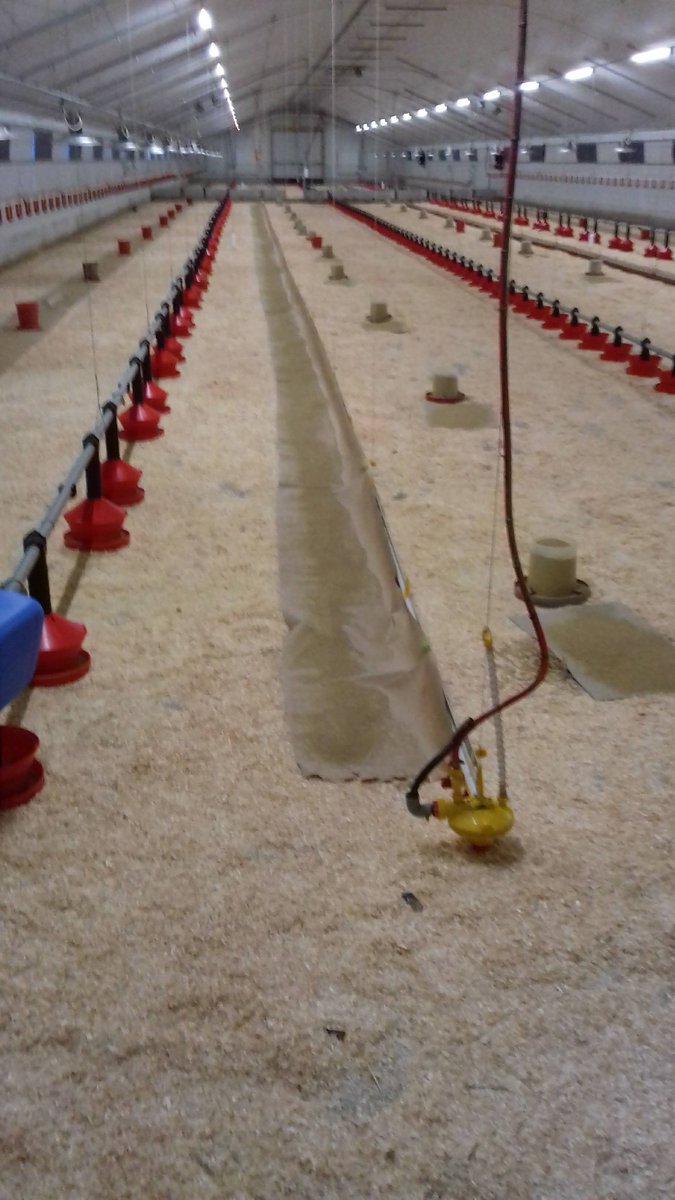 Les poussins arrivent dans mon élevage le jour de leurs naissances. Pour préparer leur arrivée, j’ai préparé de la sciure par terre (ou des copeaux). Je facilite leur accès à la nourriture en disposant des mangeoires et des papiers spéciaux avec de l’alimentation dessus.