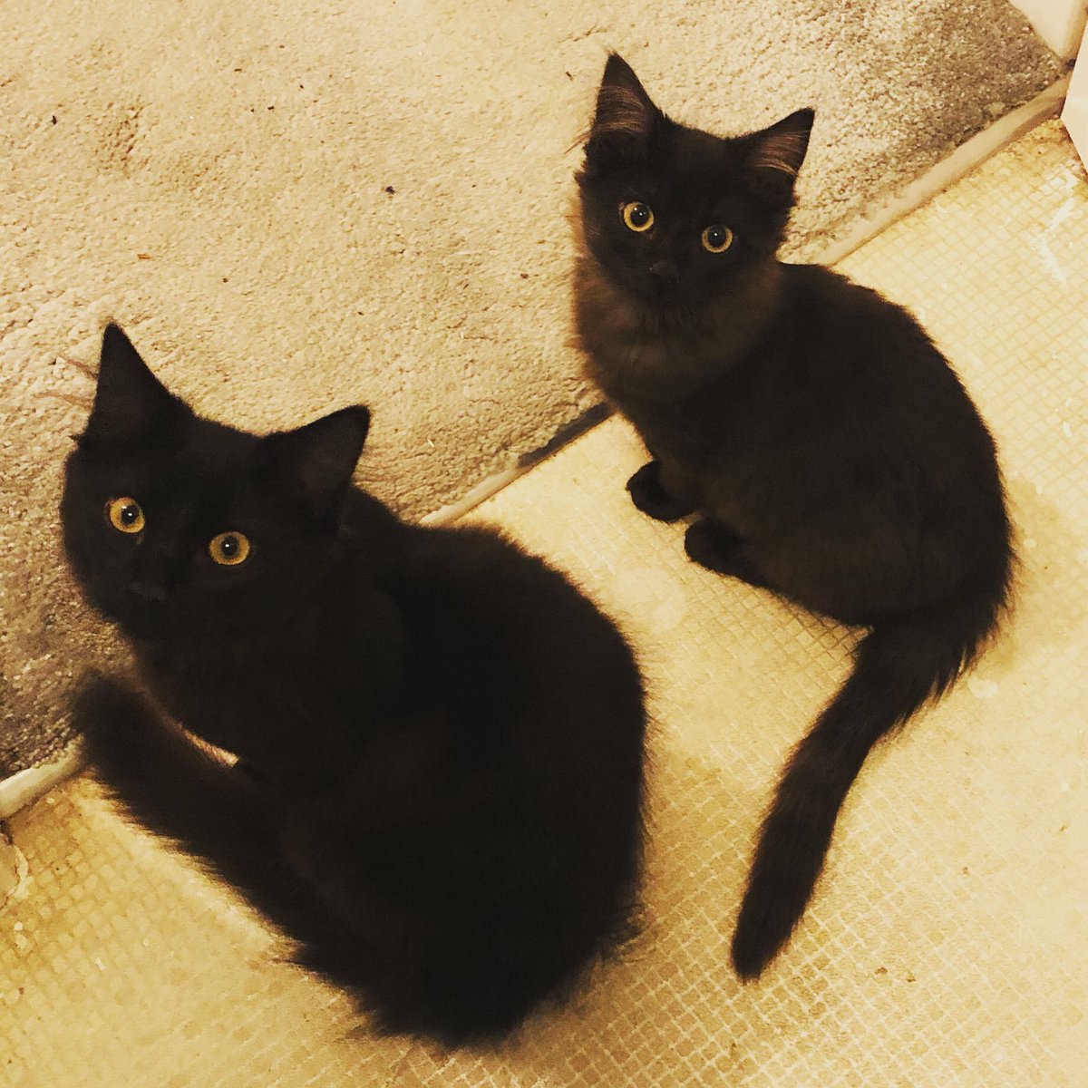 Kim_Victoria's tweet photo. @Primark My two rescue kittens, Jarvis and Friday ❤️ https://t.co/W6yrnC6eok