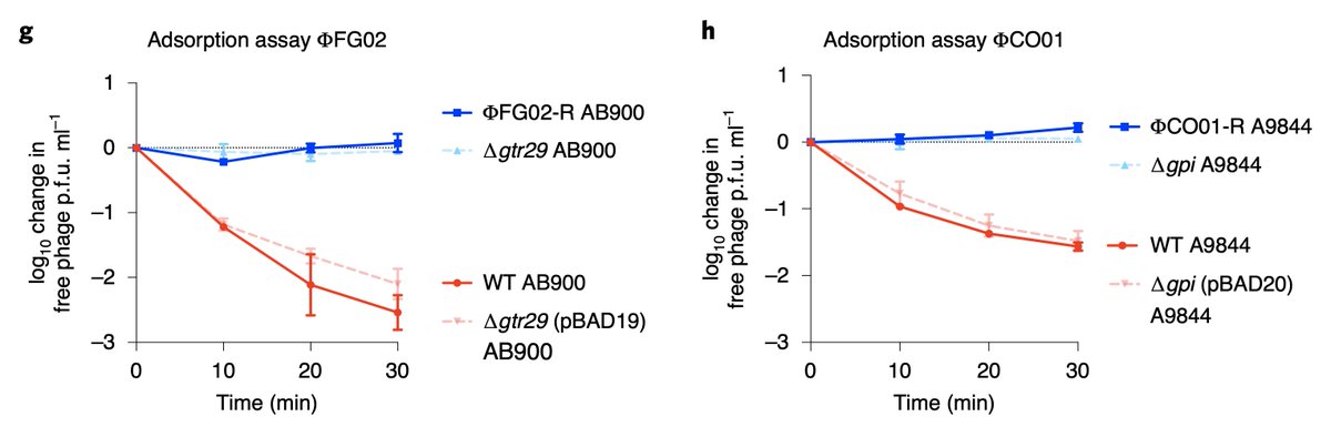 We knocked out those k-locus genes to confirm they were responsible for phage-resistance. We also performed an adsorption assay and confirmed that our phages could not attach to the phage-resistant isolates.The capsule of A. baumannii is the receptor of phages FG02 and CO01.