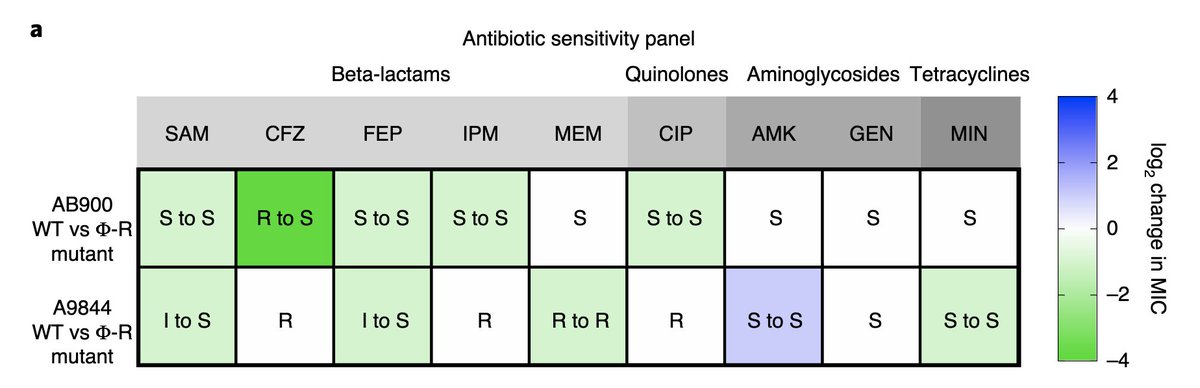 First and foremost: we observed resensitization to antibiotics . 7 out of 9 tested antibiotics were more effective against phage-resistant A. baumannii than against wild type.