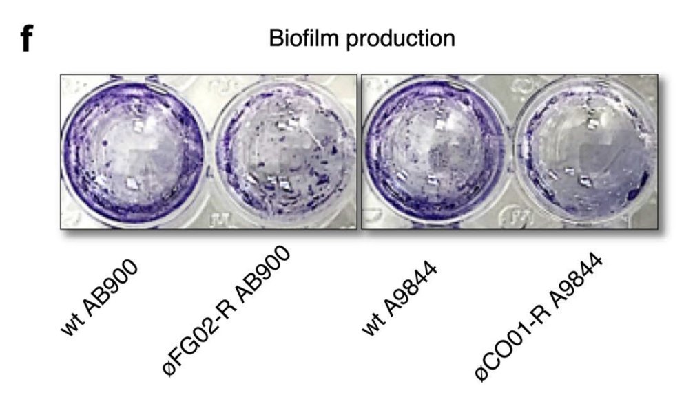 But that was just one of phage-resistant A. baumannii's problems:- It had become resensitized to the human complement system.- It could be killed by other phages it used to resist.- It could not form biofilms.- It was less fit in a mouse model of bacteremia.