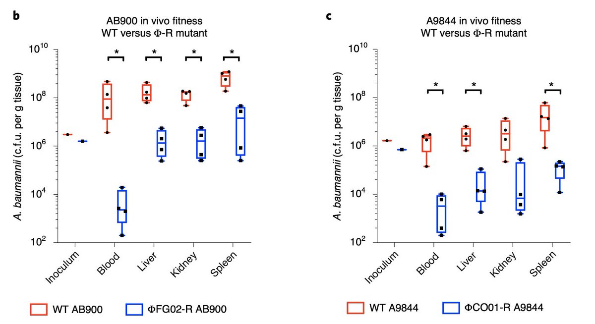 But that was just one of phage-resistant A. baumannii's problems:- It had become resensitized to the human complement system.- It could be killed by other phages it used to resist.- It could not form biofilms.- It was less fit in a mouse model of bacteremia.